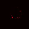 Thumbnail for dataset Figure2H_pre_snp2