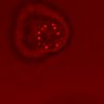 Thumbnail for dataset Figure3AD_20160627_ErkNLS_ENR_hi_osc