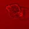 Thumbnail for dataset Figure3E_20160130_ERK_baseline_3