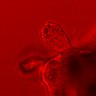 Thumbnail for dataset Figure3E_20160130_ERK_NSL_EGFstarved_1