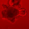 Thumbnail for dataset Figure3E_20160130_ERK_NSL_EGFstarved_2