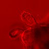 Thumbnail for Figure3F_20160130_ERK_NLS_EGFstiml_pre