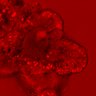 Thumbnail for dataset Figure3F_20160302_ErkNLS_2xEGF_stml_pre