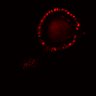 Thumbnail for Figure3GH_20160302_ErkNLS_purelyEGFstarved_oscillation