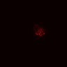 Thumbnail for dataset Figure3I_20170311_starved_EGFRi_OSC