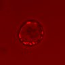 Thumbnail for dataset Figure4A_20160709_ErkNLS_ErbB2i_post