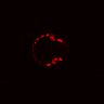 Thumbnail for dataset Figure4B_ErbB2i_post_2