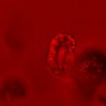 Thumbnail for dataset Figure4C_20160308_EGFstml_post