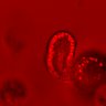 Thumbnail for dataset Figure4C_20160308_EGFstml_pre