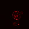 Thumbnail for dataset Figure4C_20161120_ErkNLS_preStrv_preHer2_EGF_pre