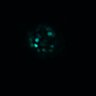 Thumbnail for dataset Figure4D_20170124_ErkNLS_CSII_2