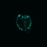 Thumbnail for Figure4D_20170124_ErkNLS_CSII_3