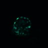 Thumbnail for dataset Figure4D_20170124_ErkNLS_CSII_5