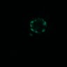 Thumbnail for dataset Figure4D_20170124_ErkNLS_dnEGFR_3