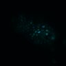 Thumbnail for dataset Figure4D_20170124_ErkNLS_dnEGFR_4