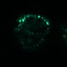 Thumbnail for dataset Figure4D_20170124_ErkNLS_dnEGFR_5