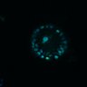 Thumbnail for dataset Figure4D_20170124_ErkNLS_dnErbB2_1
