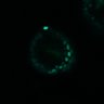 Thumbnail for dataset Figure4D_20170124_ErkNLS_dnErbB2_2