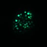 Thumbnail for dataset Figure4D_20170124_ErkNLS_dnErbB2_3