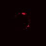 Thumbnail for dataset Figure4EF_20161208_ErkNLS_EGFRiandErbB2i_90minOSC