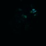 Thumbnail for dataset Figure5B_20170417_d_ERK_Adenoma_2