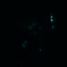 Thumbnail for dataset Figure5B_20170417_d_ERK_Normal_2