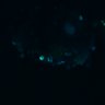 Thumbnail for dataset Figure5B_20170417_d_ERK_Normal_3