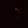 Thumbnail for dataset Figure5C_20170330_d716_EGFRi_pre