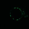 Thumbnail for dataset Figure5D_EGFRi_and_ErbB2i_pre2