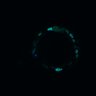 Thumbnail for dataset Figure5D_EGFRi_pre1