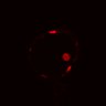 Thumbnail for dataset Figure6B_20161108_ErkNLS_ENR_2