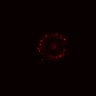 Thumbnail for dataset Figure6B_20161208_ErkNLS_24hrCHIR_2