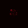 Thumbnail for dataset Figure6C_CHIR_EFGRivsErbB2i_post