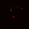 Thumbnail for dataset Figure6C_CHIR_EGFRi