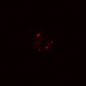 Thumbnail for dataset Figure6C_CHIR_ErbB2i_post