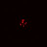 Thumbnail for dataset Figure6C_CHIR_ErbB2i_pre