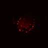 Thumbnail for dataset Figure6D_Re-ENR_post