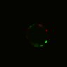 Thumbnail for Figure6H_Fucci2a_EGFRi_2