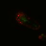 Thumbnail for dataset Figure6H_Fucci2a_EGFRivsErbB2i_1