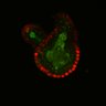 Thumbnail for dataset Figure6H_Fucci2a_EGFRivsErbB2i_2
