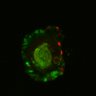 Thumbnail for dataset Figure6H_Fucci2a_ENR