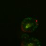 Thumbnail for dataset Figure6H_Fucci2a_ENR_day2_1