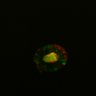 Thumbnail for dataset Figure6H_Fucci2a_ENR_day2_2