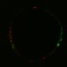 Thumbnail for Figure6H_Fucci2a_ErbB2i_3