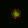 Thumbnail for dataset Figure6H_Fucci2a_MEKi_3