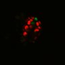 Thumbnail for dataset Figure6H_Fucci2a_MEKi_5