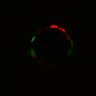 Thumbnail for dataset Figure6H_Fucci2a_NR_1