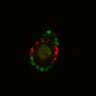 Thumbnail for dataset Figure6H_Fucci2a_NR_3