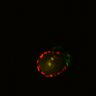 Thumbnail for dataset Figure6H_Fucci2a_NR_4
