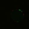 Thumbnail for dataset Figure6H_Fucci2a_NR_5